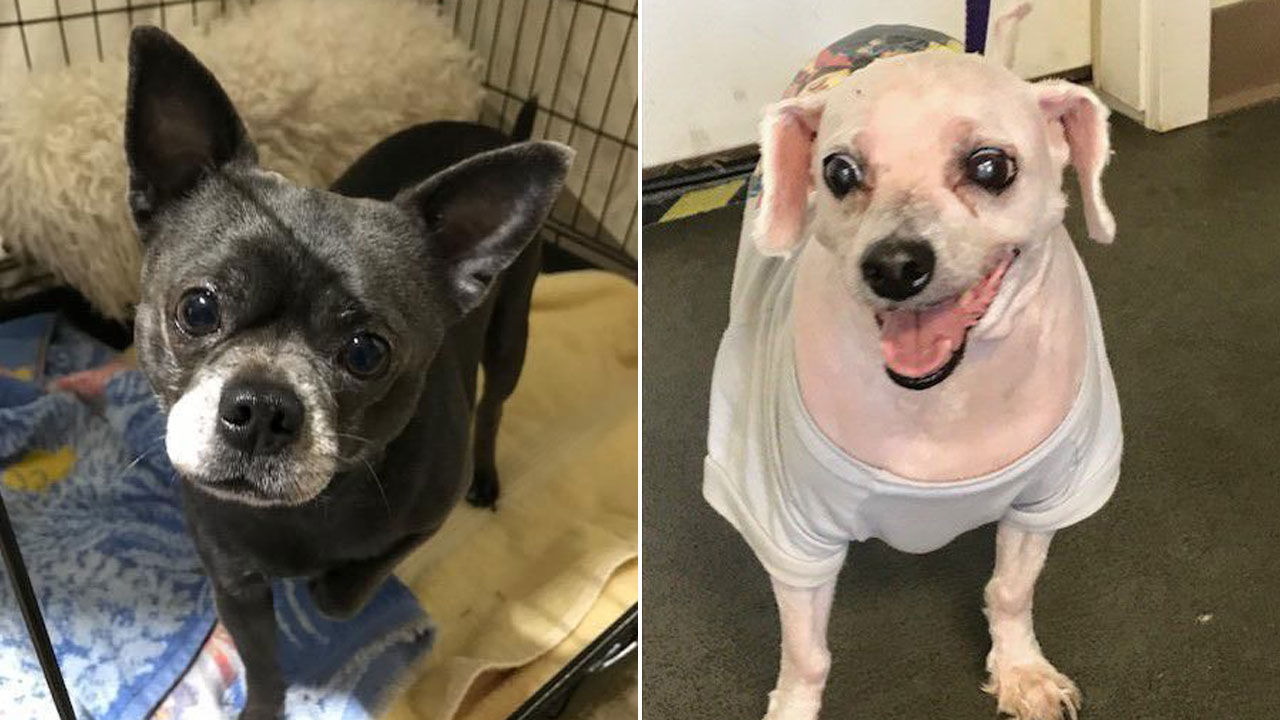 Chico and Cassie
